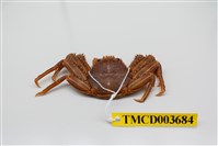 藏品(裸掌盾牌蟹)的圖片